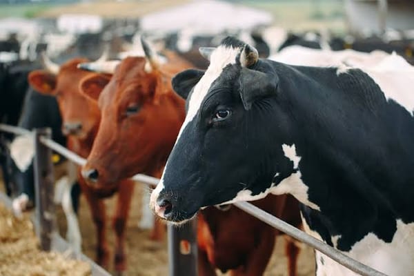 Foot-and-mouth sees culls, CEE border closures